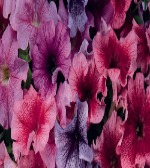 Петуния грандифлора Сандэй Вейн Микс